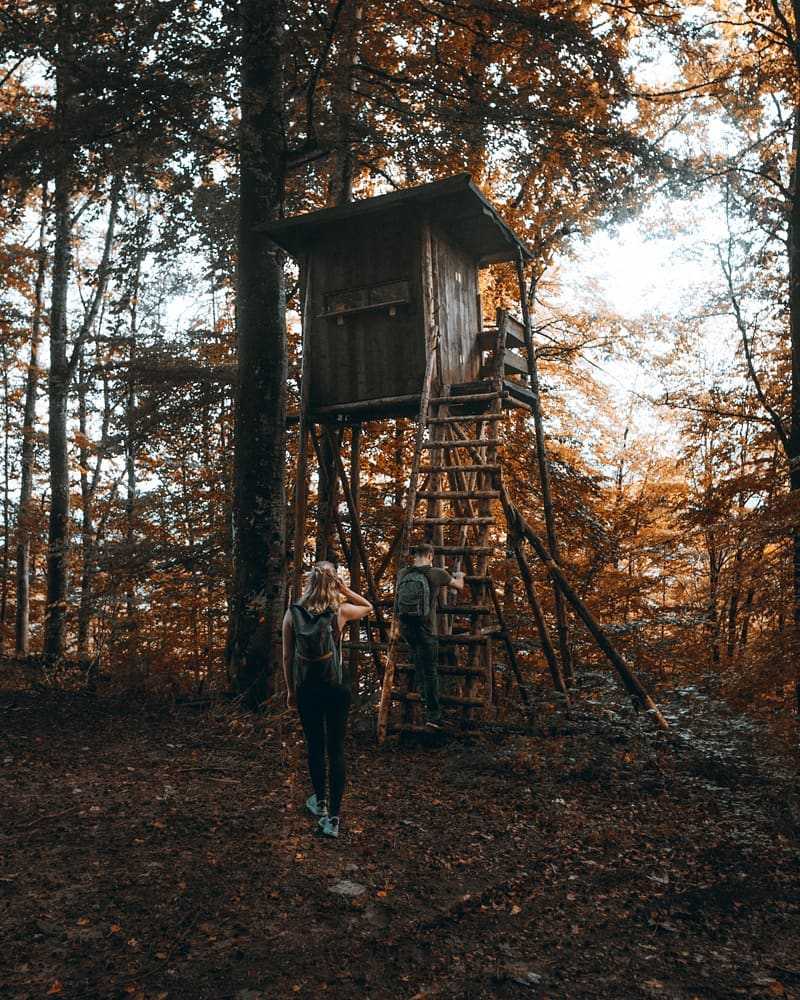 A tree house in the forest